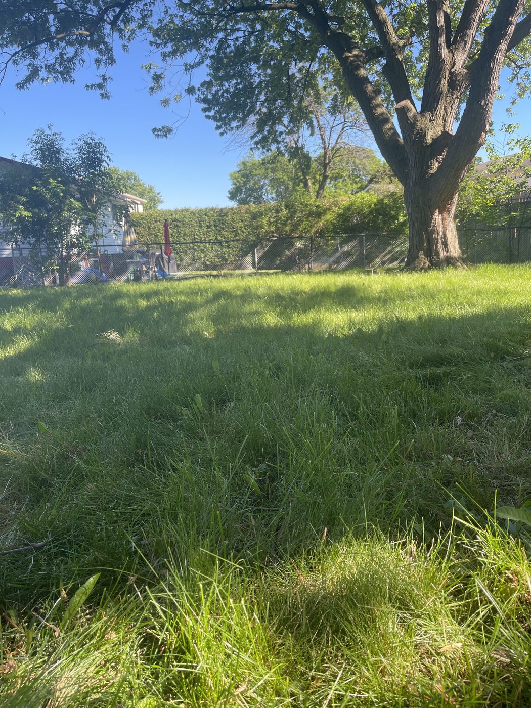 Overgrown backyard before mowing