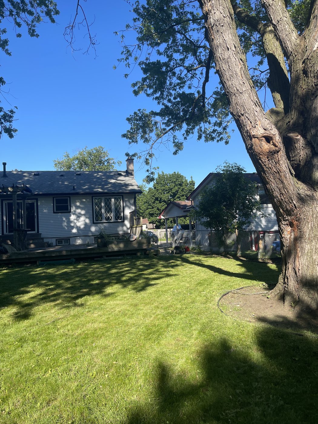 Backyard lawn after mowing