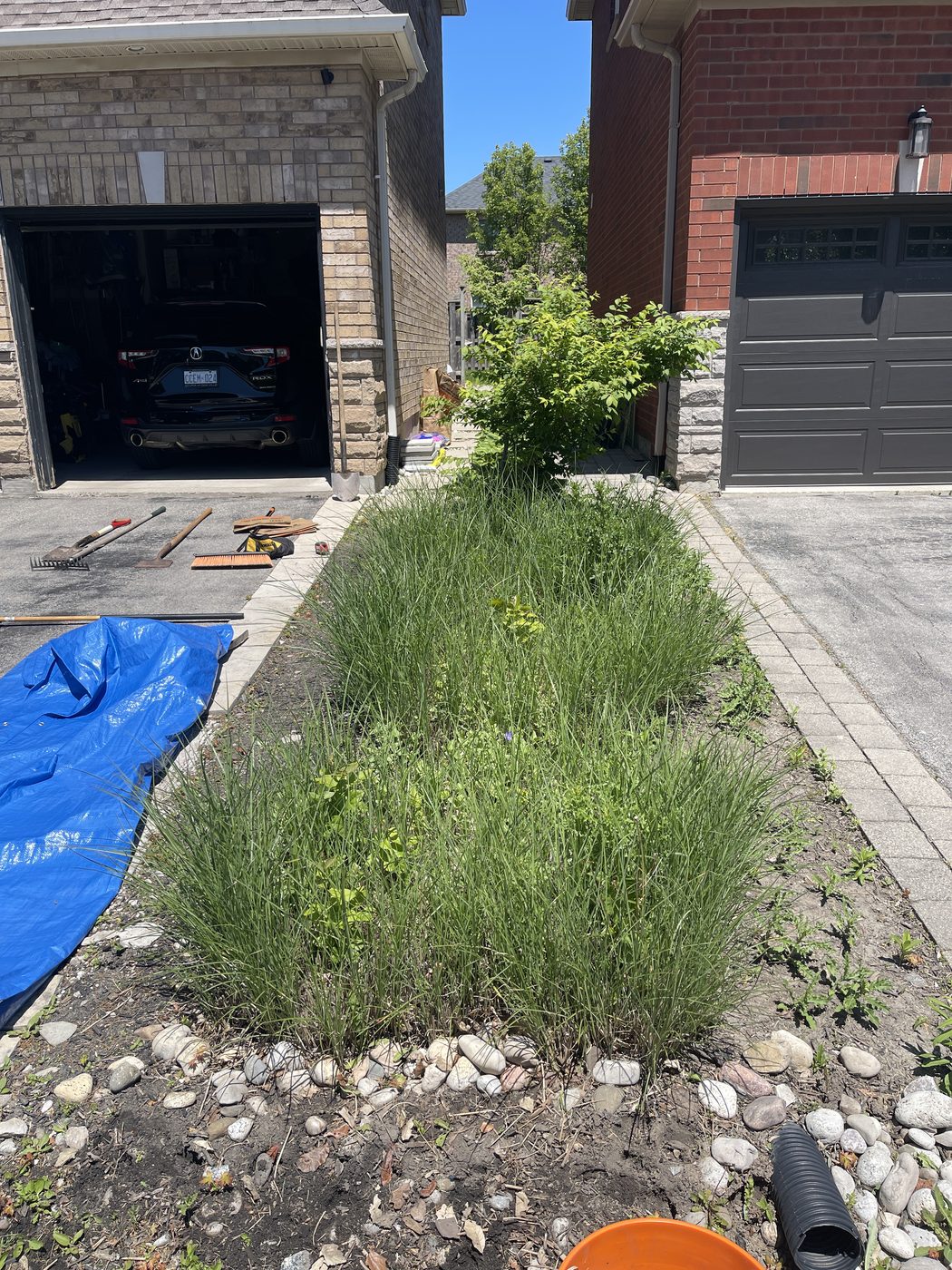 Weed-choked strip before new sod