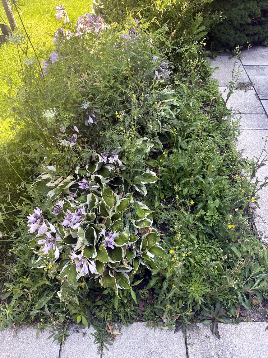 Overgrown weedy hosta bed before clean-up