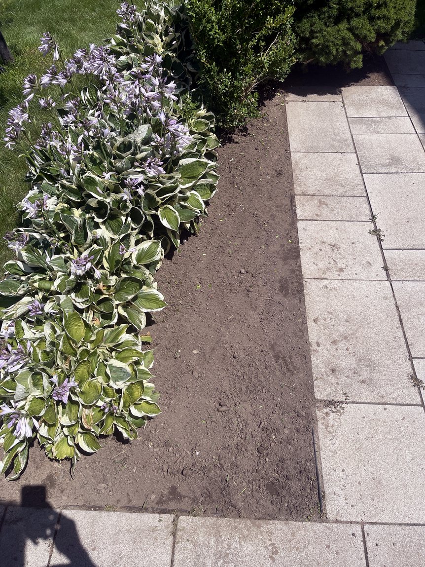 Hosta bed after weeding, edging and fresh mulch