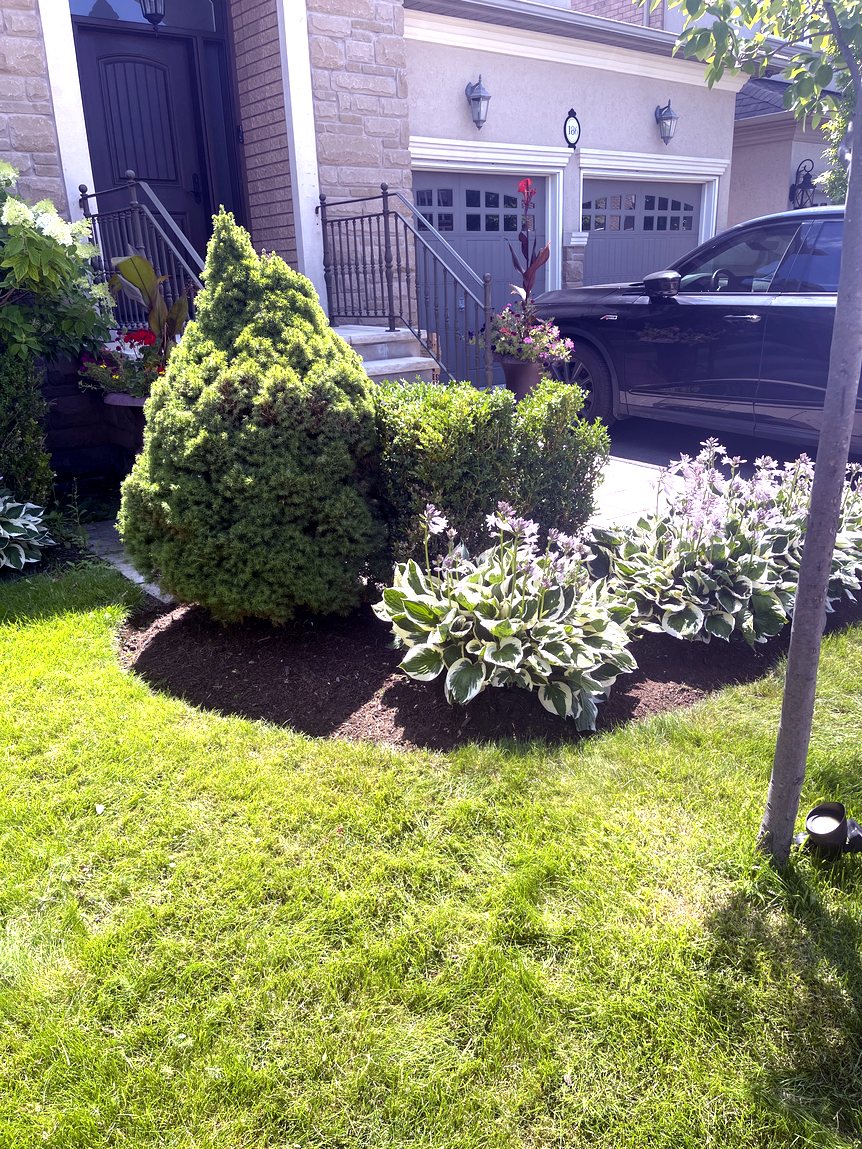 Garden bed after weeding, edging and fresh mulch