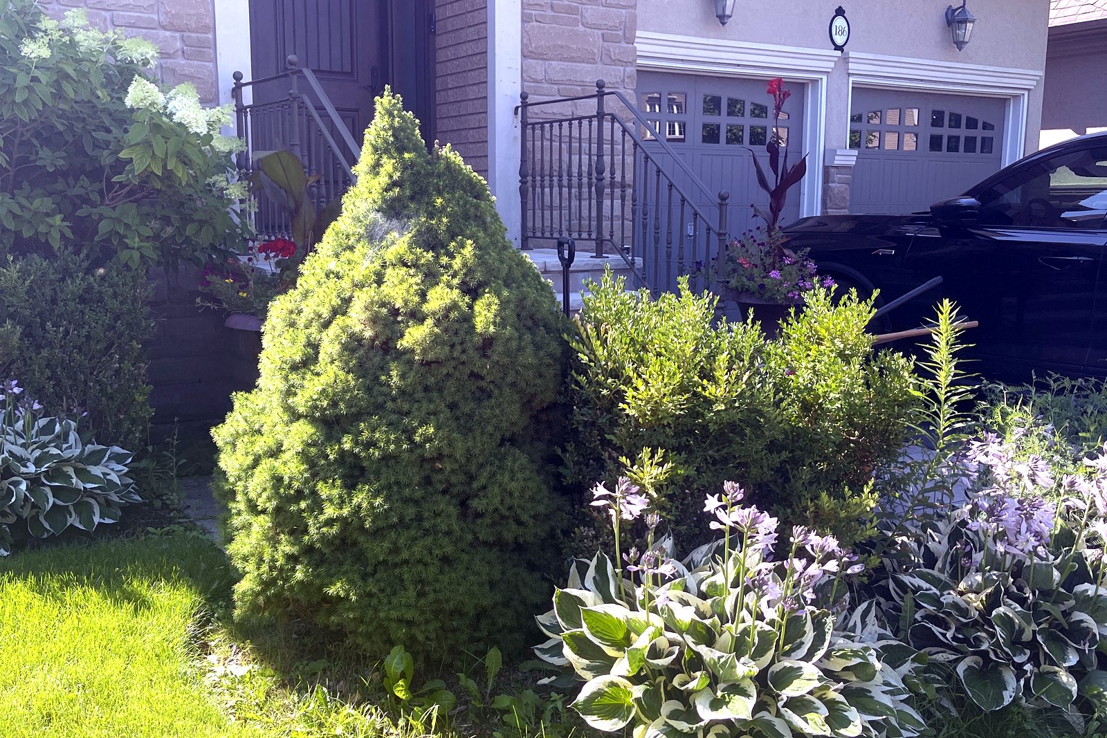 Hedge and shrub shaping
